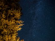Stars and Tree