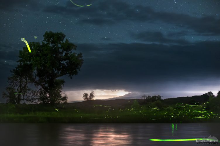 How To See Fireflies